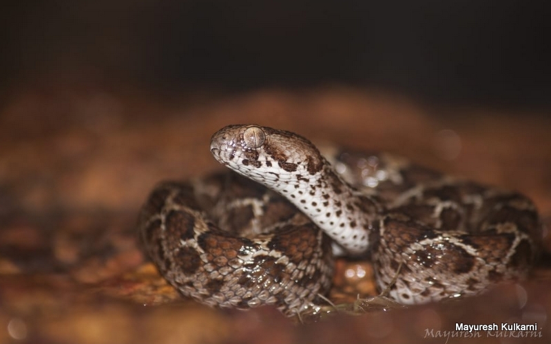 Saw-scaled Viper